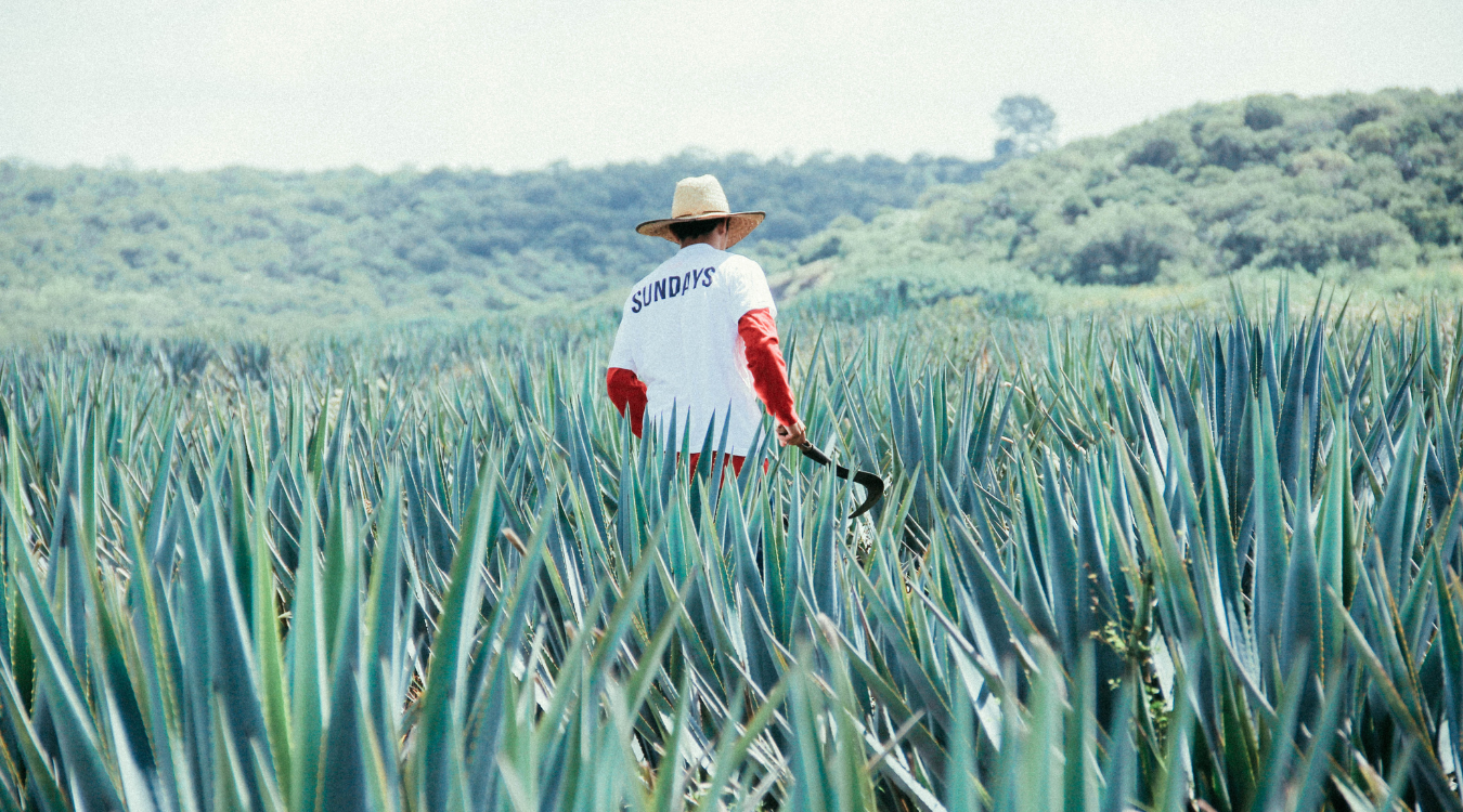 We Heart Tequila...but how is it made?